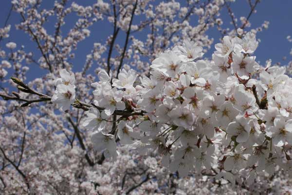 狛江市・西河原公園4月3日-01