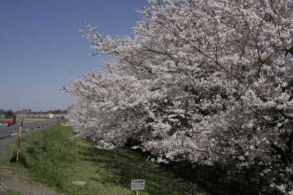 狛江市・西河原公園4月3日-03