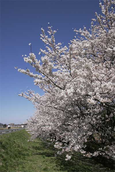 狛江市・西河原公園4月3日-06