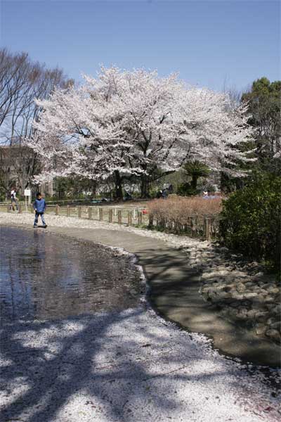 狛江市・西河原公園4月3日-07