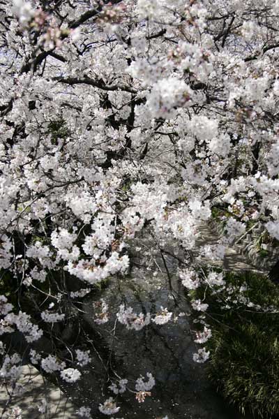 多摩区宿河原・二ヶ領用水4月3日-2