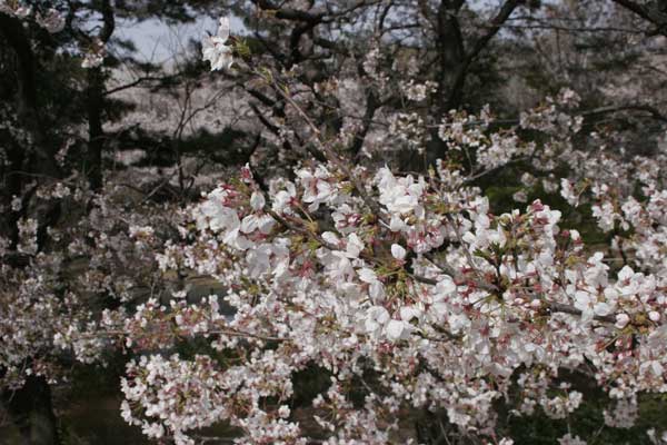 狛江市・西河原公園4月4日-02