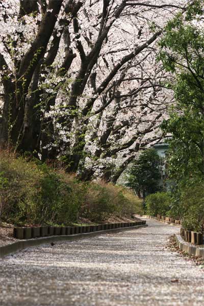 狛江市・西河原公園4月4日-04