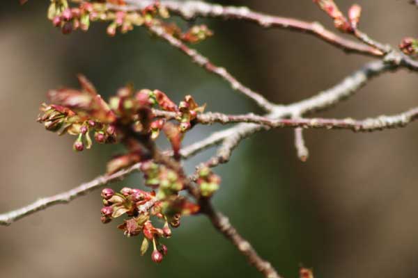 狛江市・西河原公園4月4日-05