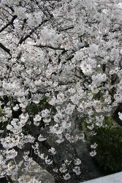 多摩区宿河原・二ヶ領用水4月4日-2