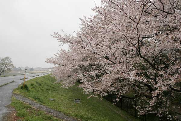 狛江市・西河原公園4月5日-03