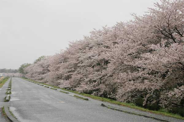 狛江市・西河原公園4月5日-04