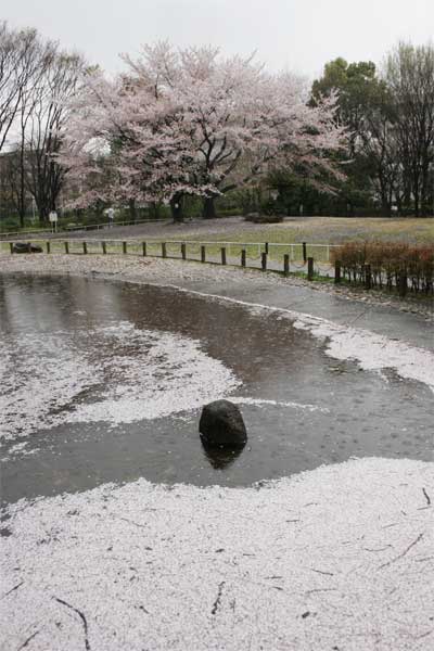 狛江市・西河原公園4月5日-07